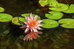 pink-water-lily-bill-barber