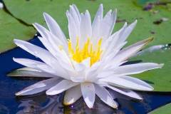water-lily-bill-barber