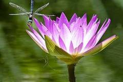 water-lily-with-dragon-fly-bill-barber