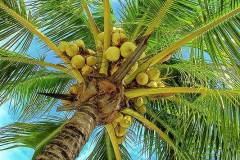 1-coconuts-in-tree-bill-barber