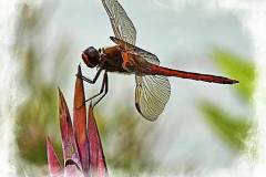 dragonfly-with-vignette-bill-barber