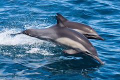 BOI-dolphin