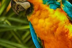 Blue-Gold-Macaw-web