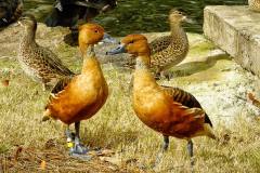 Fulvous-Whistling-Ducks