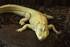 albino-alligator-bill-barber