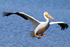 americal-white-pelican-landing