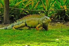 another-iguana