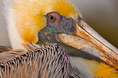 brown-pelican