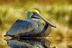 cold-brown-pelican-bill-barber-1