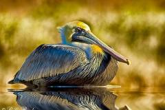 cold-pelican