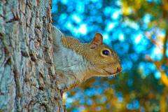 curious-squirrel-bill-barber