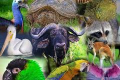 wildlife-collage