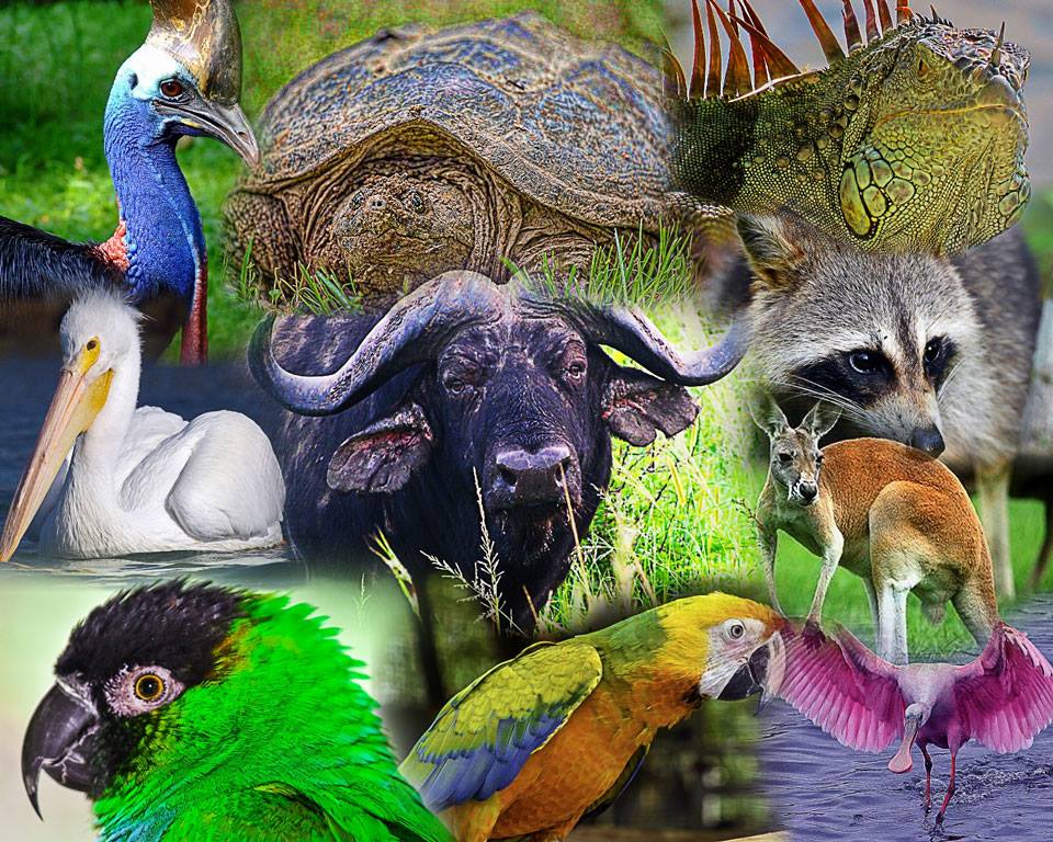 wildlife-collage.jpg