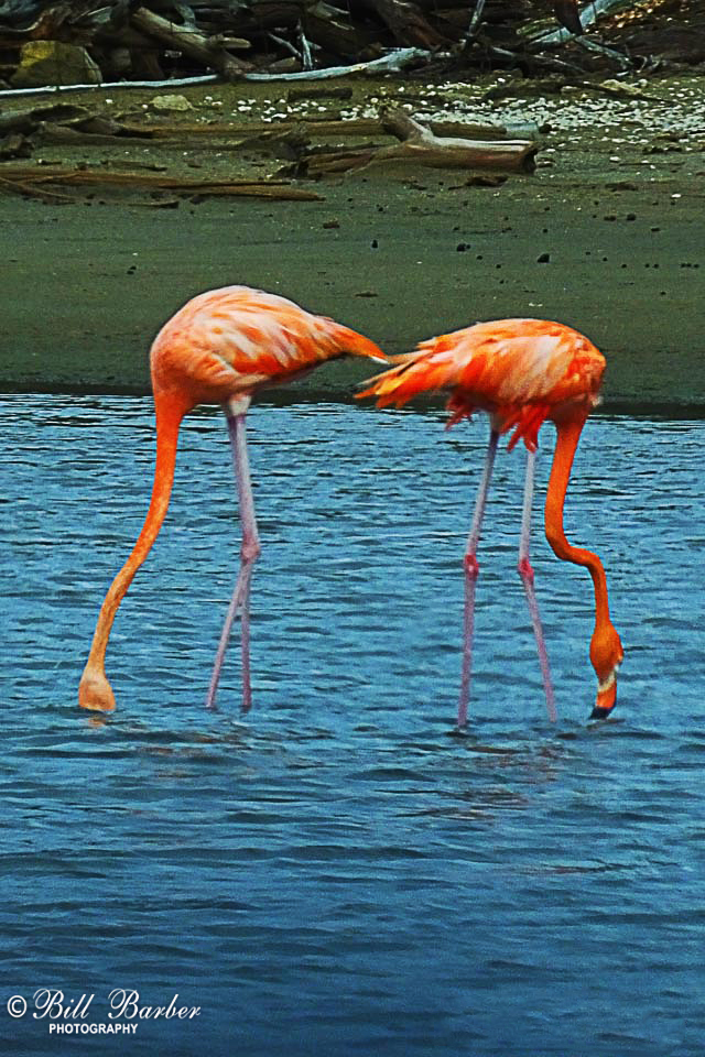 Fishing-Flamingos-web-redo.jpg