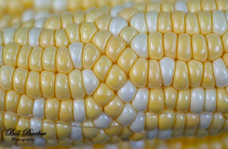 bicolor-corn-kernels.jpg