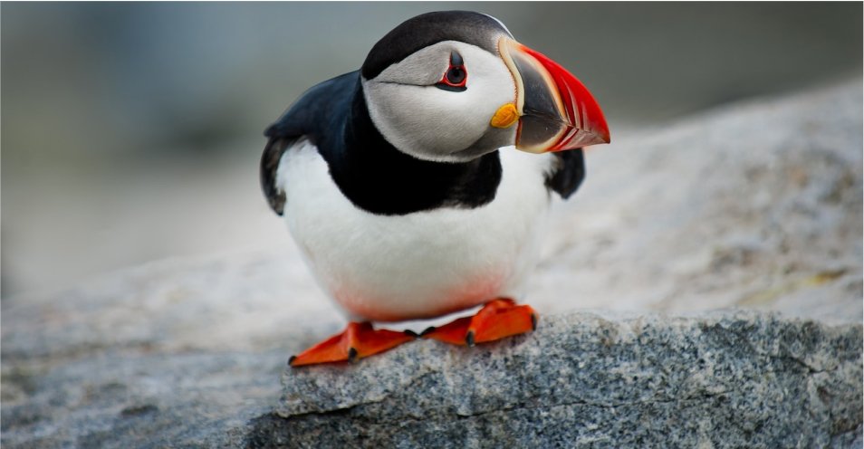 puffin